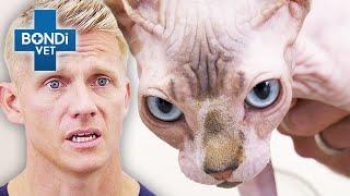 Frisky Sphynx Cat In Love With Human Dad  | Vet on the Hill Clips | Bondi Vet