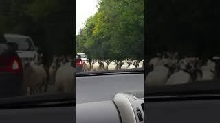 Loads of sheep