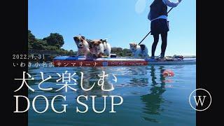 犬と楽しく野外活動～DOGSUP！　2022.7.31