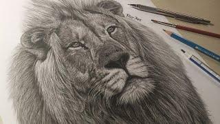 Steps How Draw a Realistic Lion / Time Lapse Video / Lion Drawing / Lion Sketch / Rold Art