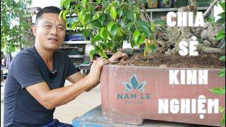 Chia sẻ kinh nghiệm sau nhiều năm làm cây | NamLe Bonsai