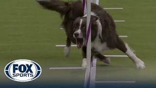 Typo the Border Collie wins the 20" class in the Masters Agility Championship | Westminster