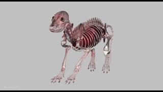 3D Full Body Dog