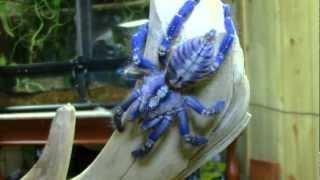 Poecilotheria Metallica (Gooty Sapphire Ornamental)