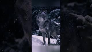 Let's Take Wolf Photos! #short #tiktok #wolf #dog #viral