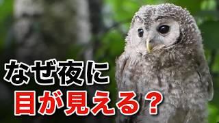 鳥の目の秘密を分かりやすく解説します！