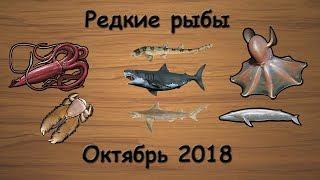 Русская Рыбалка 3.99 (Russian Fishing) Редкие рыбы Октябрь 2018