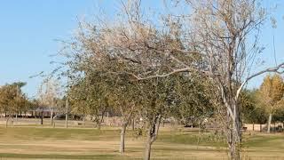 Vermilion Flycatcher Phoenix AZ Video | Birdwatching