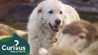 How a Great Pyrenees Guards Sheep Against Bear Attacks | Dogs With Jobs | Curious?: Natural World