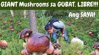 LIBRENG Mushrooms sa GUBAT! MUSHROOM PICKING!  Foraging! SUPERFOOD!