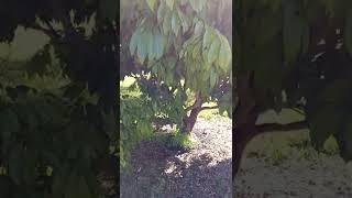 Lychee Mite Spraying