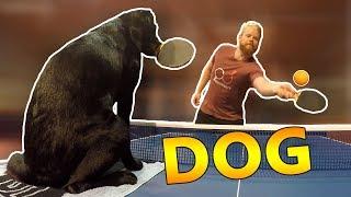 Ping Pong with Tira the Dog