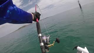 Biggest Fish Of My Life Caught Only 10km Offshore, Gladstone Queensland