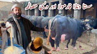 Sasta Wanda and Desi Misala Formula for Milking Dairy #cow  #buffalo  of Mangool Dairy #farming