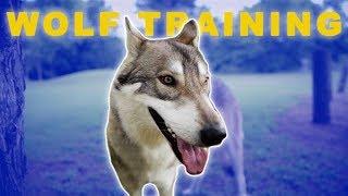 TRAINING A WOLF DOG OFF LEASH | Drew Peterson Vlogs