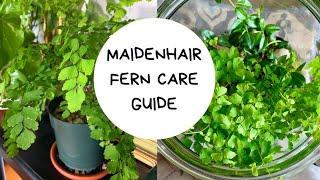 Maidenhair Fern | How To Care For a Maidenhair Fern