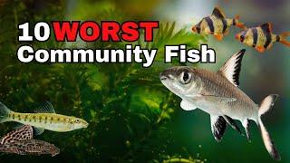 Top 10 WORST Community Aquarium Fish