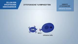 Zytotoxische T-Lymphozyten