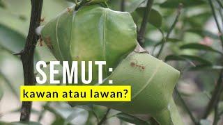 Semut pada tanaman jeruk: menguntungkan atau merugikan? (serial #5 #Diaphorina citri)