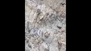 Himalayan Ibex mating season // Wild spicy of Karakoram // Passu Hunza // Karakoram Eagles //