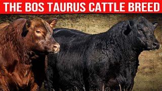  BOS TAURUS  Biggest Bulls And Cow