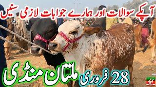 Multan Cow Mandi Fresh Latest Update Video | Cholistani Ablk Nukre Sahiwal Bachre | Cow Mandi 2024