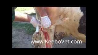 Big Abscess In Cattle - Veterinarian Helps By Surgically Removing It