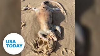 'Alien' creature with claws washes up on Australian beach | USA TODAY