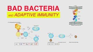 Bad Bacteria and Adaptive Immunity