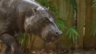 Houston Zoo With Pygmy Hippo Throws 'Shade' At Viral Hippo Moo Deng