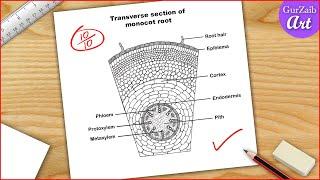 Monocot root diagram drawing - Easy step by step