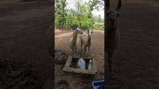 Lama este un cameloid,un animal sociabil care se organizeaza in turme.