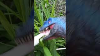 Tidy up the Japanese Grass so it's tidy | Blue Raptor Channel | #ramadhan #blueraptor #dinosaurs