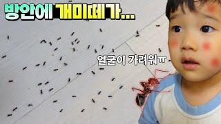 큰일났어요! 방 안에 개미떼 나왔어요! 국민이 몸도 물었다고?! (놀람주의ㅠㅠ) 개미 곤충 채집 흔한 가족 일상 집공개 | 말이야와친구들