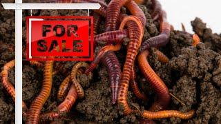 Where To BUY Red Wiggler Worms