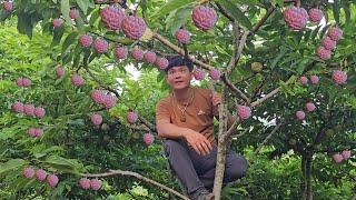 Harvesting custard apple is the most expensive fruit at the present time