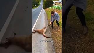 I found a kangaroo lying on the road #sorts #sortvideo #sort