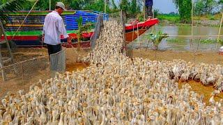 Duck _ Đàn Vịt Con nhiều Khủng Xuống Tàu .Thanh Hoai KG