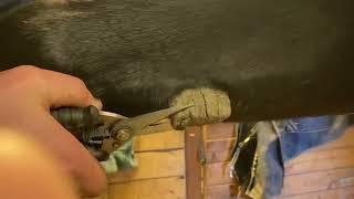 Largest overgrown Horse chestnut trimmed by Farrier