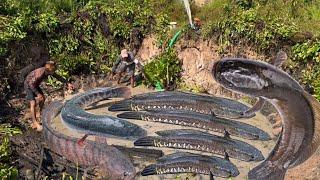 Pumping ponds to catch not only eels weighing more than one kilogram but also to catch big fish frog