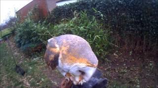 Barn owl training, what can happen when flying an owl with to high weight