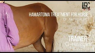 Hamartoma Treatment For Horse | LRC TV