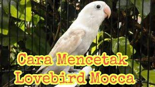 Cara Mencetak Lovebird Mocca