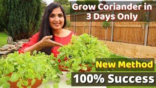 Fastest Coriander Growing Method / No one told you before / Cilantro Growing At Home  #cilantro #DIY
