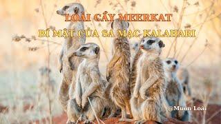 Nhật ký Muôn loài. Loài Cầy Meerkat: Bí Mật Của Sa Mạc Kalahari