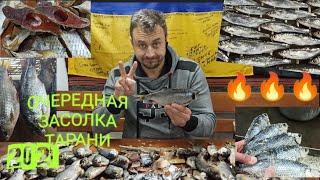 засолка вкуснейшей тарани сухим посолом продолжается !!! ТАРАНИ много не бывает )))