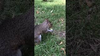 Squirrel squirrel eating apple ️ #shorts #eichhörnchen #ecureuil #eekhoorn