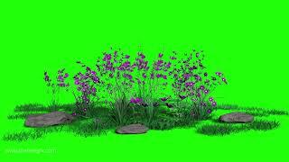 garden flowers in wind blue screen and green screen video