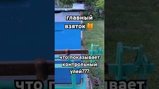 главный взяток идёт  что покажет контрольный улей??? #осиповичи #беларусь #пчеловодство #взяток