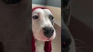 Esqueeze Me SIR ️ Funny Dog Clips #shorts #cutedogs #puppy